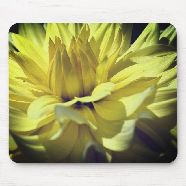 Yellow Dahlia Flower Petals Up Close  Mouse Pad (Front)