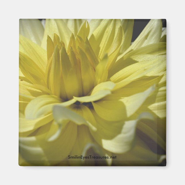 Yellow Dahlia Macro Flower Photography Magnet (Front)