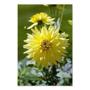 Yellow Dahlia  Photo Print