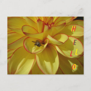Yellow Dahlia with Pink Border HELLO Postcard
