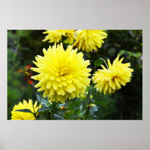 Yellow dahlias floral poster