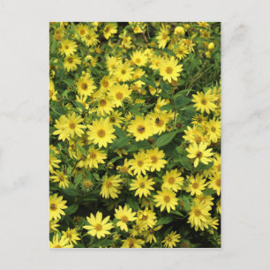 Yellow Daisies Postcard