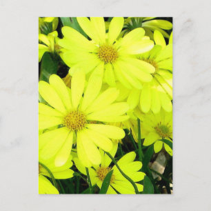 Yellow Daisies Postcard