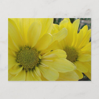 Yellow Daisies Postcard