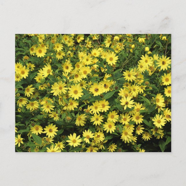 Yellow Daisies Postcard (Front)