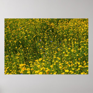 Yellow Daisies Poster