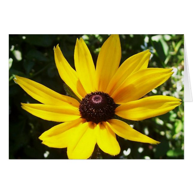 Yellow Daisy (Front Horizontal)