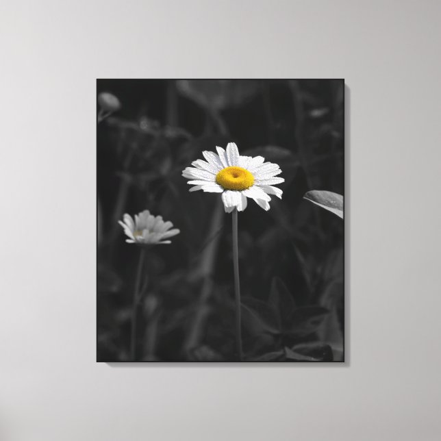 Yellow Daisy Black and White Flower Photo Canvas Print (Front)