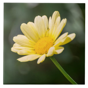 Yellow daisy ceramic tile