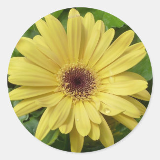 Yellow daisy classic round sticker
