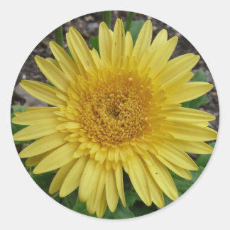 yellow daisy classic round sticker