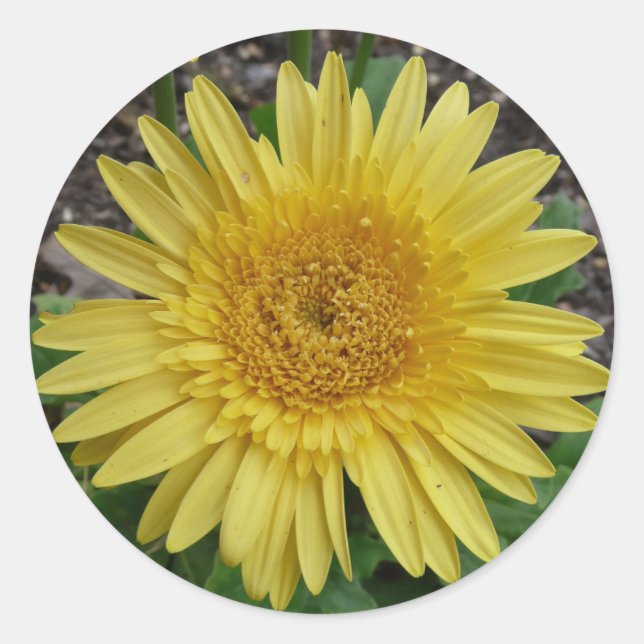 yellow daisy classic round sticker (Front)
