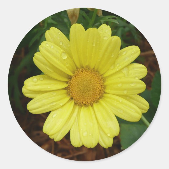 Yellow Daisy Classic Round Sticker (Front)