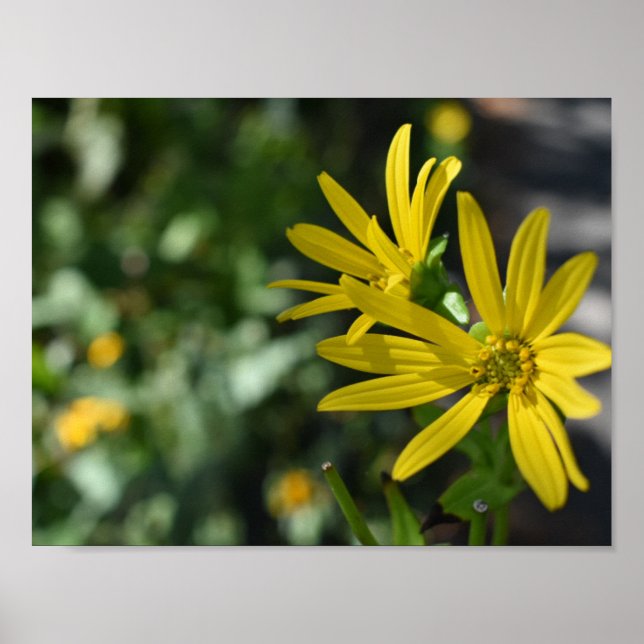 Yellow Daisy Flower Floral Nature Photography Poster (Front)