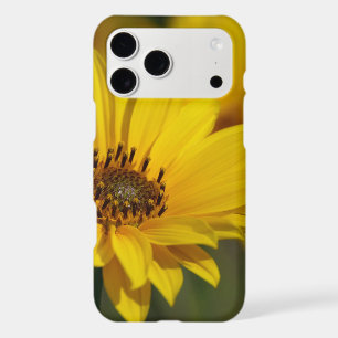 Yellow Daisy Helenium