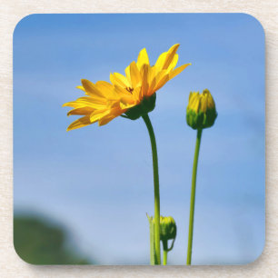 Yellow Daisy Helenium Coaster