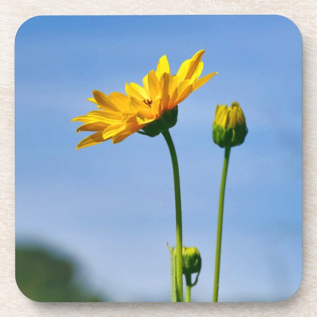 Yellow Daisy Helenium Coaster (Front)