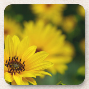 Yellow Daisy Helenium Coaster