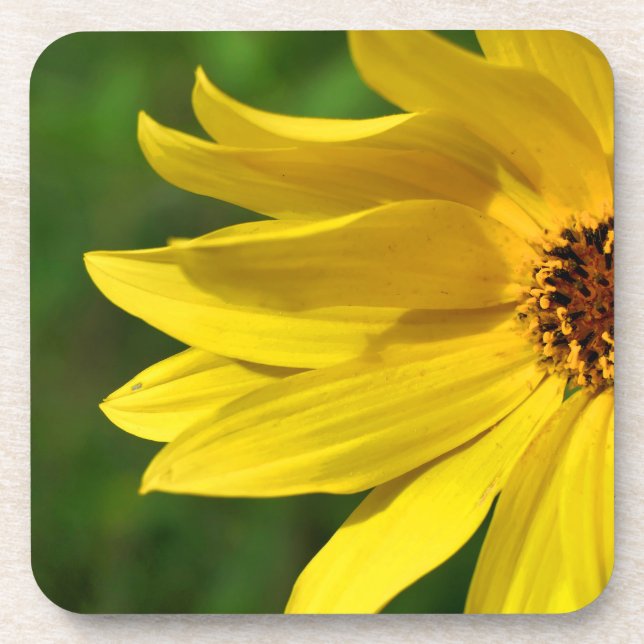 Yellow Daisy Helenium Coaster (Front)