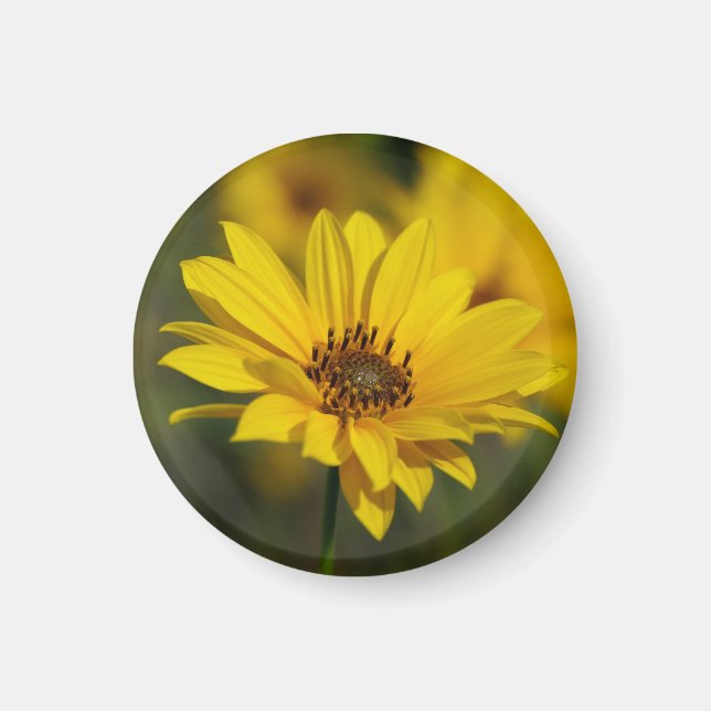 Yellow Daisy Helenium Magnet (Front)