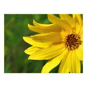 Yellow Daisy Helenium Photo Print