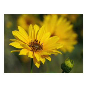 Yellow Daisy Helenium Photo Print