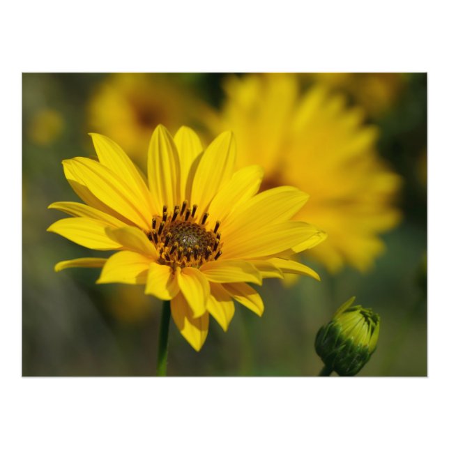 Yellow Daisy Helenium Photo Print (Front)