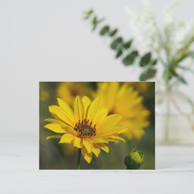 Yellow Daisy Helenium Postcard (Standing Front)