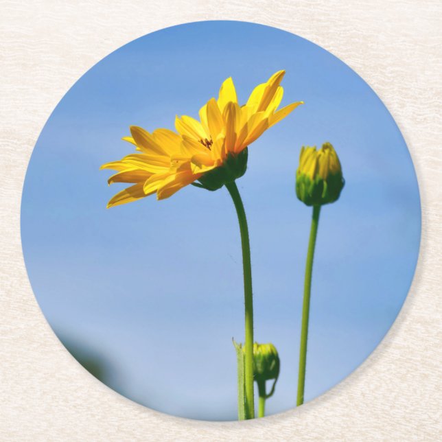 Yellow Daisy Helenium Round Paper Coaster (Front)