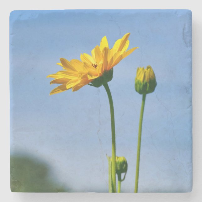 Yellow Daisy Helenium Stone Coaster (Front)