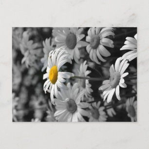 Yellow daisy in a sea of black and white daisies. postcard