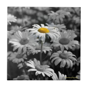 Yellow daisy in a sea of black and white daisies. tile