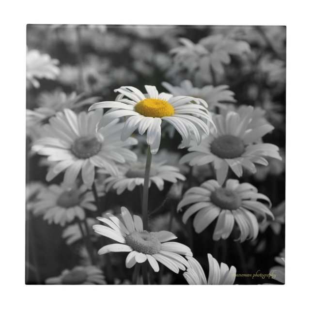 Yellow daisy in a sea of black and white daisies. tile (Front)
