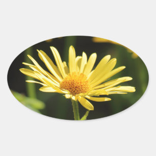 Yellow Daisy Oval Sticker