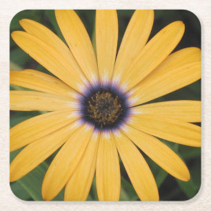 Yellow Daisy Party Coaster