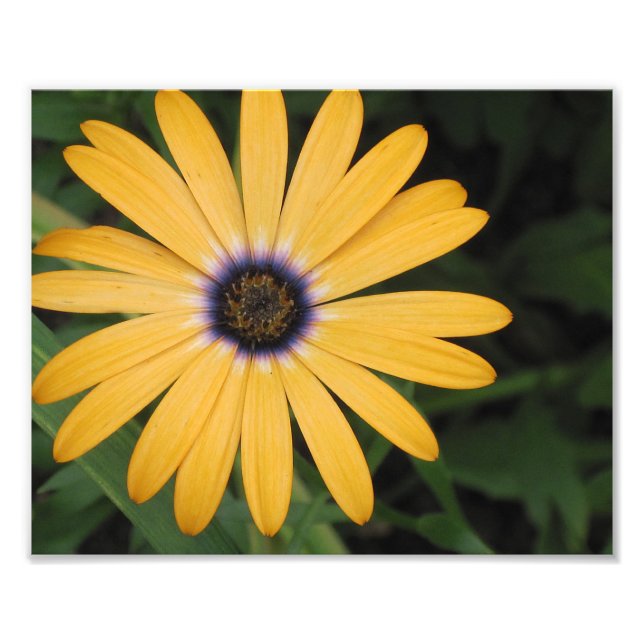 Yellow Daisy Photo Print (Front)
