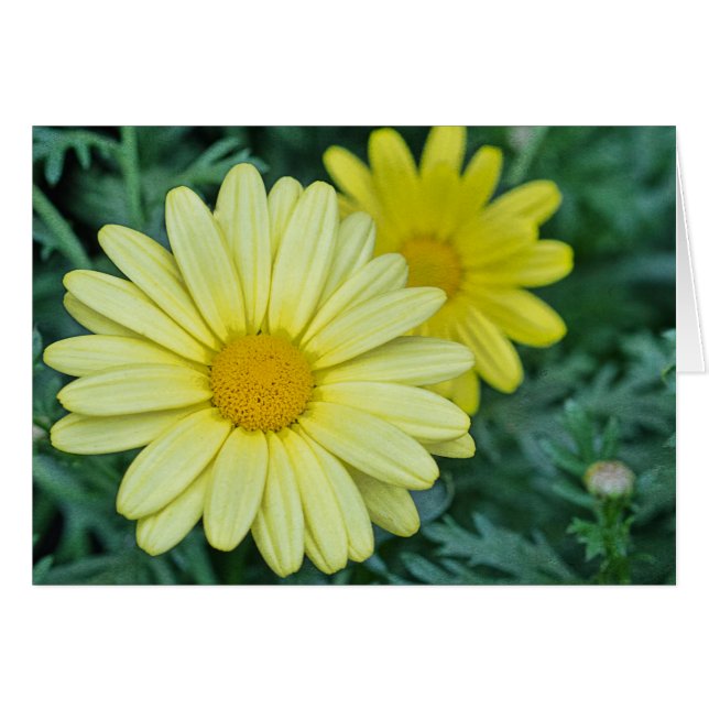 Yellow Daisy PhotoArt Customizable (Front Horizontal)