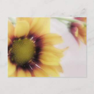 Yellow Daisy Postcard