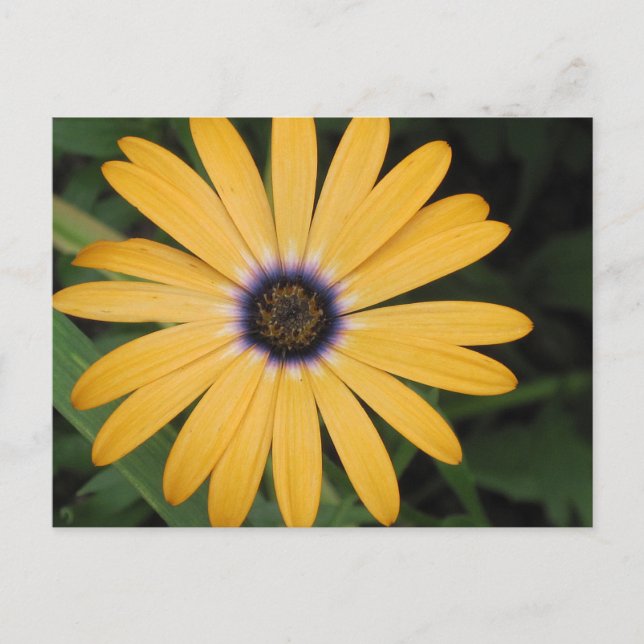 Yellow Daisy Postcard (Front)