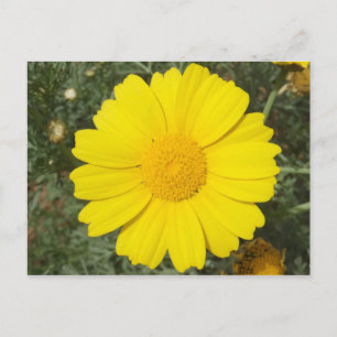 Yellow Daisy postcard, customize Postcard