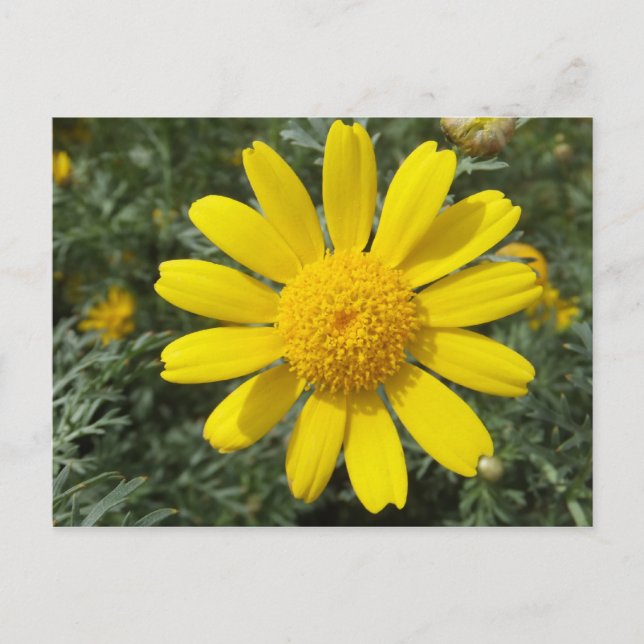 Yellow Daisy postcard, customize Postcard (Front)