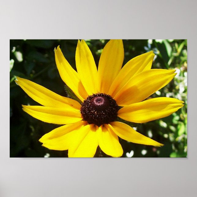 Yellow Daisy Poster (Front)