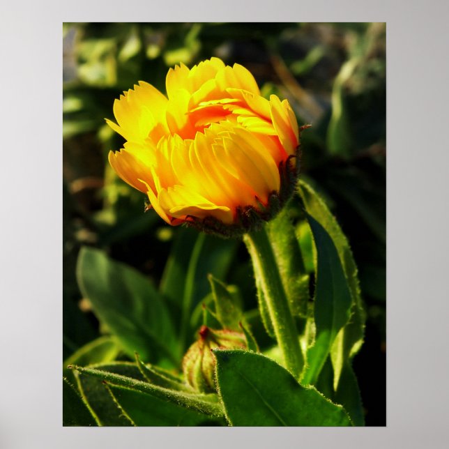yellow daisy poster (Front)