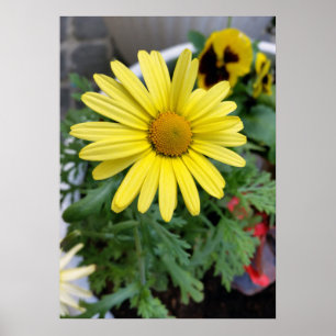 yellow daisy poster
