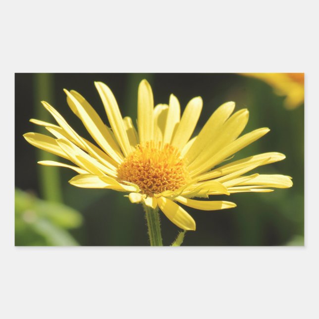 Yellow Daisy Sticker (Front)