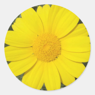 Yellow Daisy stickers