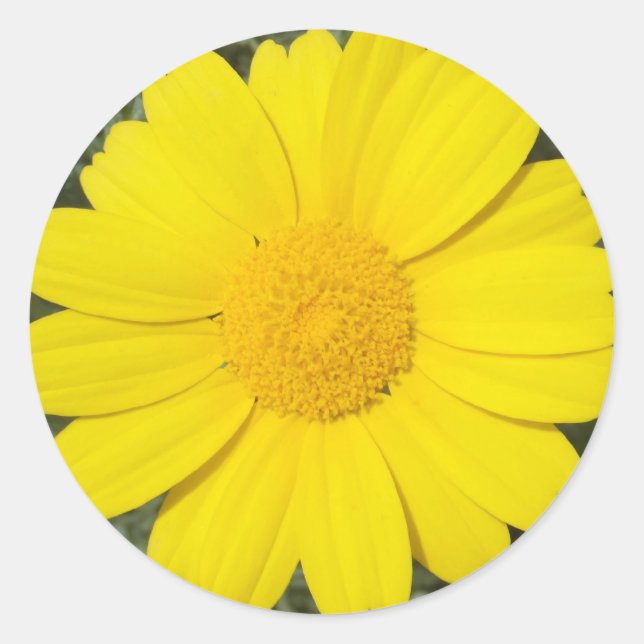 Yellow Daisy stickers (Front)