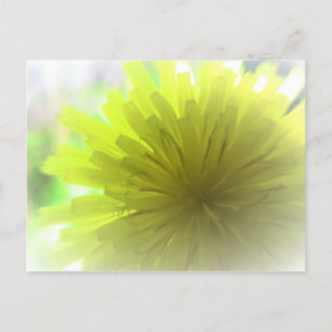 Yellow Dandelion Aster in Sunshine Cheerful Postcard