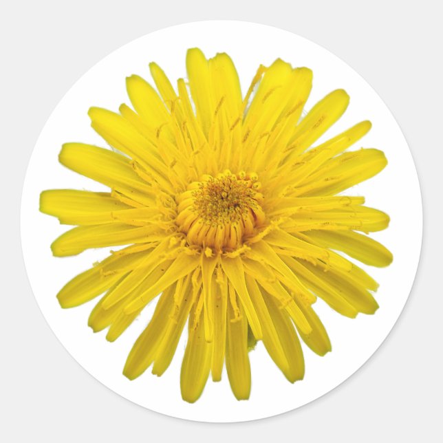 Yellow Dandelion Cutout Photo Classic Round Sticker (Front)