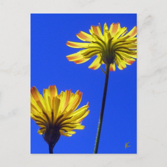 Yellow Dandelions Against Blue Sky Postcard (Front)